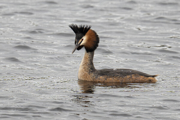 Great Crested Grebe swiming Picture Board by kathy white