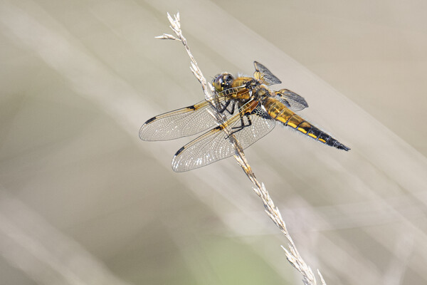 dragonfly, Broad-bodied chaser Picture Board by kathy white