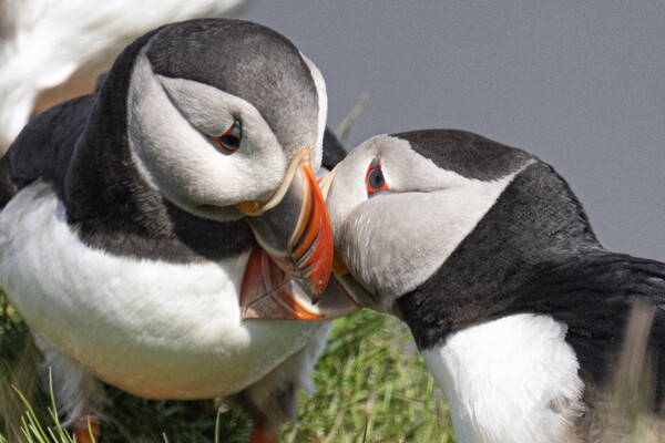 puffins kissing Picture Board by kathy white