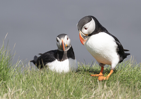 A Pair of Atlantic Puffins Picture Board by kathy white