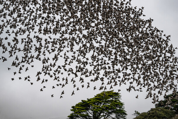 Cornwall Starling Murmuration Picture Board by kathy white