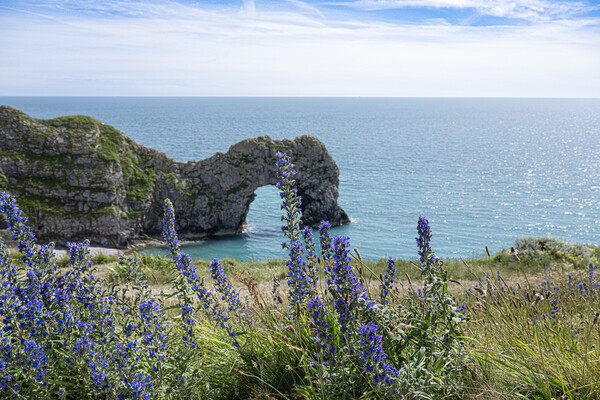 Durdle Door, with blue flowers, Picture Board by kathy white