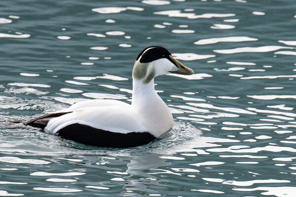 Eider Duck Swimming Iceland Picture Board by kathy white