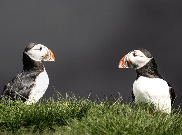  Puffins, Portrait Close-Up Picture Board by kathy white