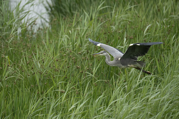 Grey Heron Flying  Picture Board by kathy white