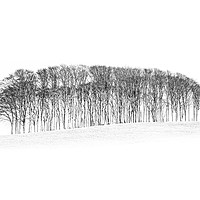 Buy canvas prints of Cookworthy Knapp trees, Nealy home trees Cornwall by kathy white