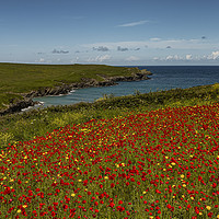 Buy canvas prints of West Pentire ,Red poppies and Corn Marigold  by kathy white