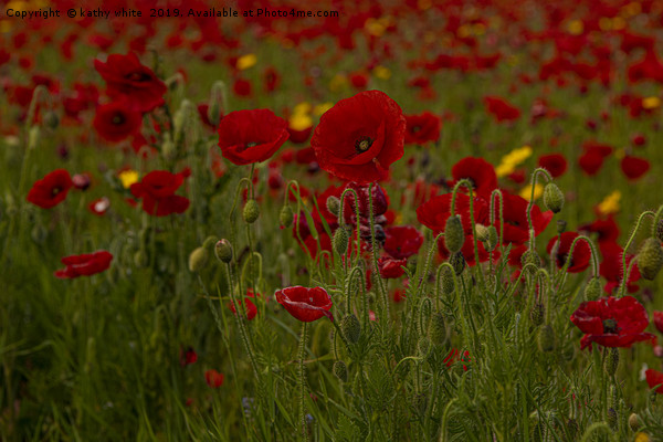 wildflower s,Red poppies of West Pentire  Cornwall Picture Board by kathy white