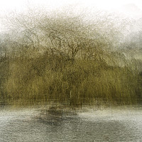 Buy canvas prints of Portrait of a tree Helston lake Cornwall impressio by kathy white