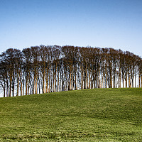 Buy canvas prints of Coming Home Trees Nearly Home Trees on A30 by kathy white