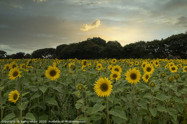 sunflowers ,Cornish sunflowers at sunset,sunflower Picture Board by kathy white