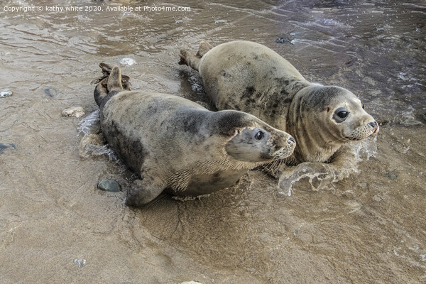 grey seals playing in the water Picture Board by kathy white