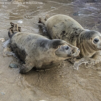 Buy canvas prints of grey seals playing in the water by kathy white