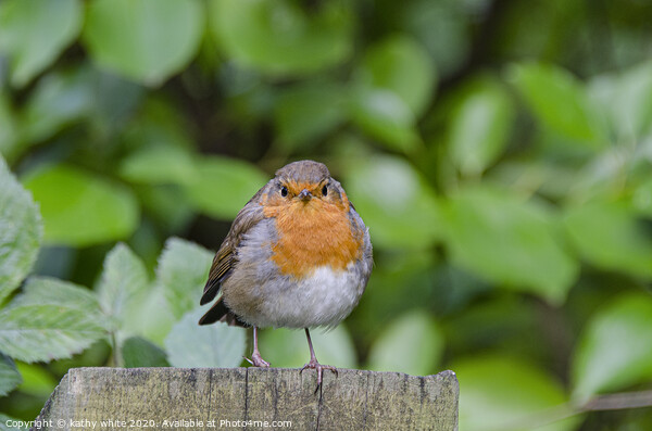 Robin red breast Picture Board by kathy white