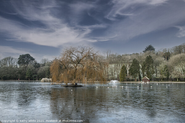 weeping willow  cornwall boating lake,Early mornin Picture Board by kathy white