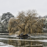 Buy canvas prints of weeping willow ,Helston Boating lake by kathy white