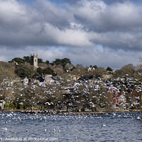 Buy canvas prints of Helston Cornwal Seagulls in Helston boating lake by kathy white
