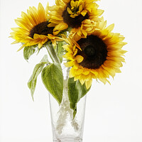 Buy canvas prints of Sunflowers in a vase looking sunny Sunflower by kathy white
