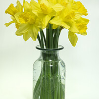 Buy canvas prints of daffodil,Cornish Daffodils,  spring is here,Flora, by kathy white