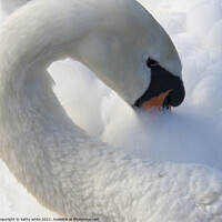 Buy canvas prints of Swan eyes look at me,swan  by kathy white