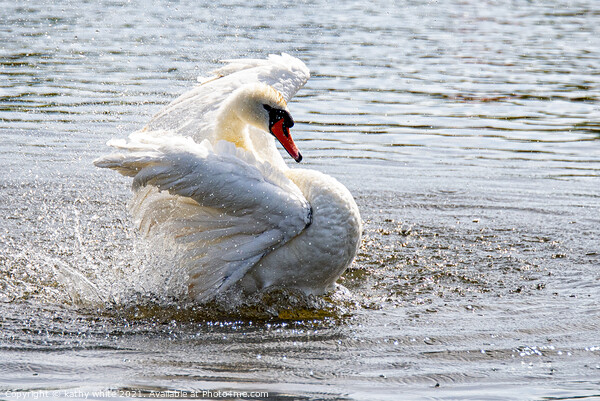 Swan splashing and preening,Swan having a splash Picture Board by kathy white