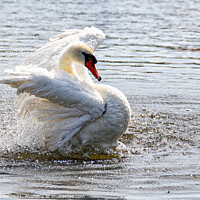Buy canvas prints of Swan splashing and preening,Swan having a splash by kathy white