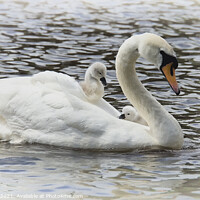 Buy canvas prints of Swan with baby cygnets on her back,mother's day by kathy white
