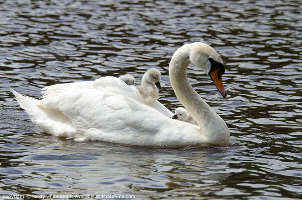 Swan with her babies Picture Board by kathy white