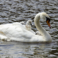 Buy canvas prints of Swan with her babies by kathy white