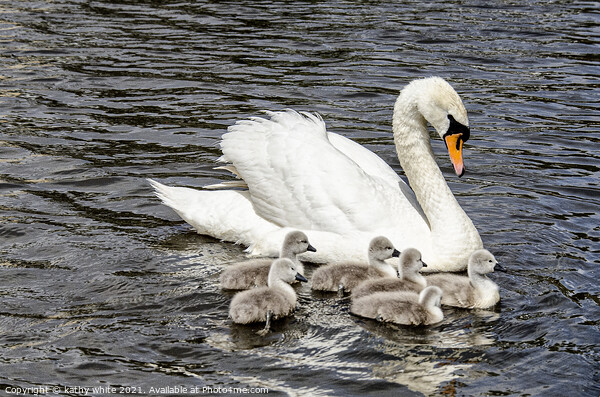 Swan with her cygnets swimming around her,mother's Picture Board by kathy white