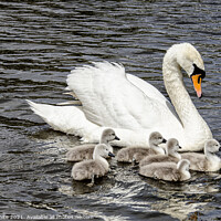 Buy canvas prints of Swan with her cygnets swimming around her,mother's by kathy white