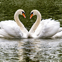 Buy canvas prints of  Swans, Swans Sweetheart love by kathy white