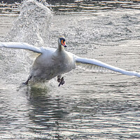 Buy canvas prints of flying Swan Love Swans, swan fight,swan taking off by kathy white