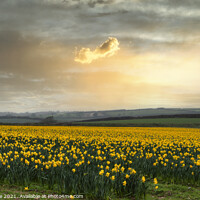 Buy canvas prints of Daffodils fields,yellow daffodil by kathy white