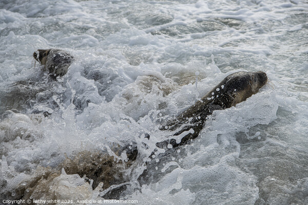 Seal wild at Porthtowan beach, Cornwall  sealpups, Picture Board by kathy white