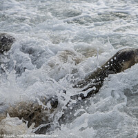 Buy canvas prints of Seal wild at Porthtowan beach, Cornwall  sealpups, by kathy white
