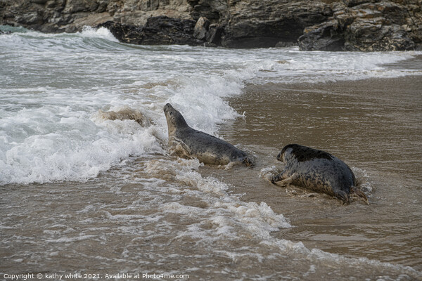 Seal wild, entering the water from the beach,Corni Picture Board by kathy white