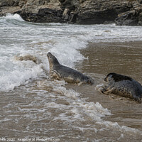 Buy canvas prints of Seal wild, entering the water from the beach,Corni by kathy white