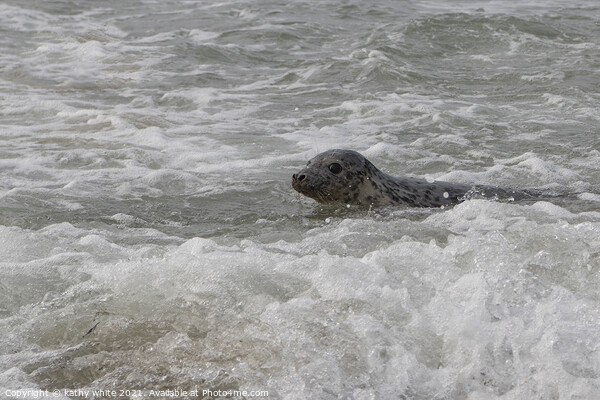 Cornish seal swiming  free,Cornish seals Picture Board by kathy white