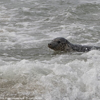 Buy canvas prints of Cornish seal swiming  free,Cornish seals by kathy white