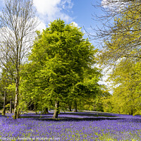 Buy canvas prints of Enchanting Cornwall Bluebell Forest by kathy white