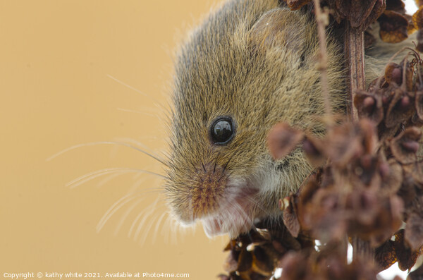 Harvest Mouse,Harvest  mice,nature wildlife  Picture Board by kathy white