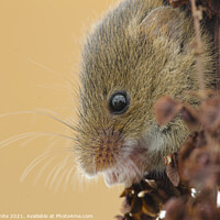 Buy canvas prints of Harvest Mouse,Harvest  mice,nature wildlife  by kathy white