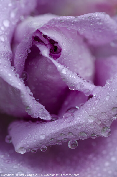 lilac rose with raindrops,garden rose,tranquil , Picture Board by kathy white
