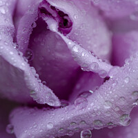 Buy canvas prints of lilac rose with raindrops,garden rose,tranquil , by kathy white