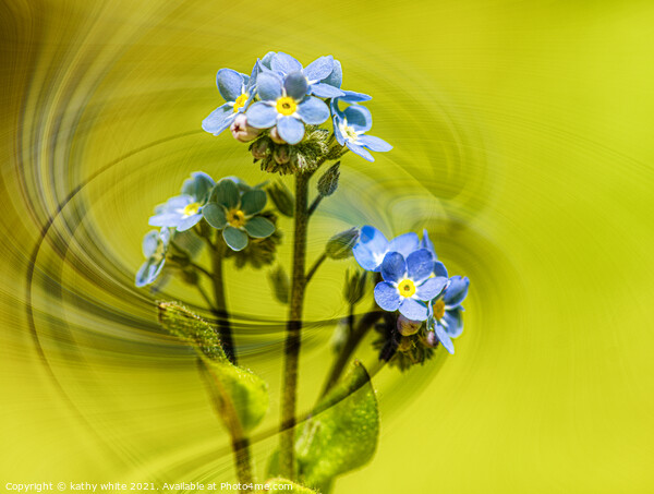  forgetmenot,blue flower,Forget Me Nots, windswept Picture Board by kathy white