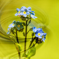 Buy canvas prints of  forgetmenot,blue flower,Forget Me Nots, windswept by kathy white