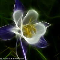 Buy canvas prints of white yellow purple flower,Daffodil,mother's day,f by kathy white