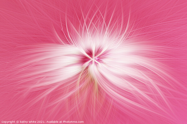 Dandelion  seed head on a pink background  Picture Board by kathy white