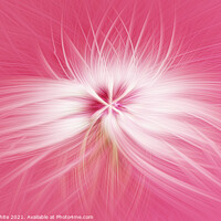Buy canvas prints of Dandelion  seed head on a pink background  by kathy white